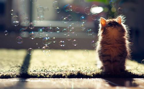 头像宠物猫搞怪可爱5