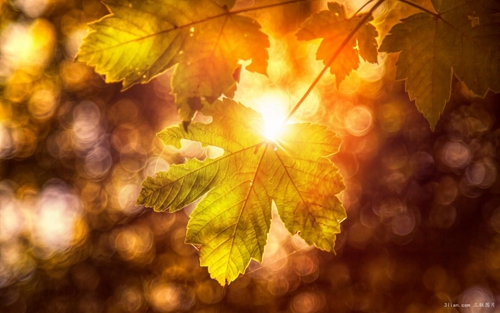 无人察觉到爱恋是什么歌 无人察觉到爱恋是什么歌