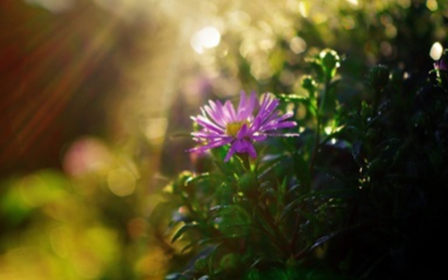 三月里的小雨dj版完整版